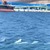 К причалам АО «Восточный Порт» в бухте Врангеля вернулись дельфины